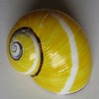 Polymita picta nigrolimbata  1) Torre, 1950